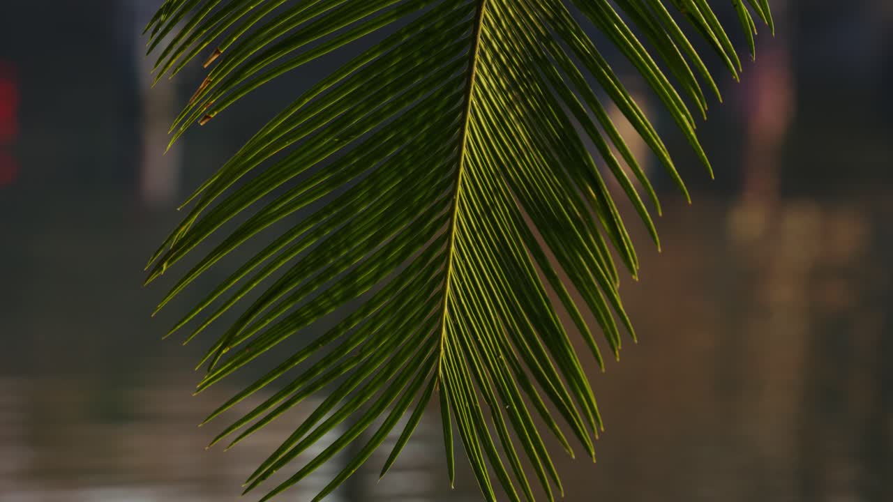 Close-up of Tropical Palm Leaf with Shifting Light Reflections