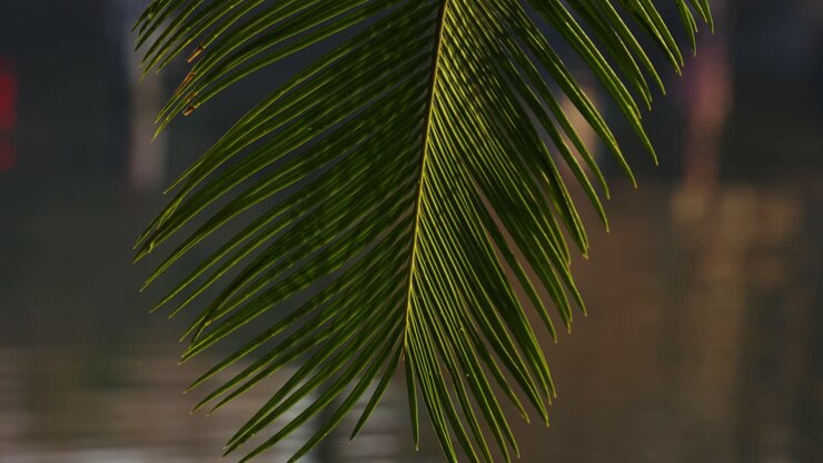 Close-up of Tropical Palm Leaf with Shifting Light Reflections