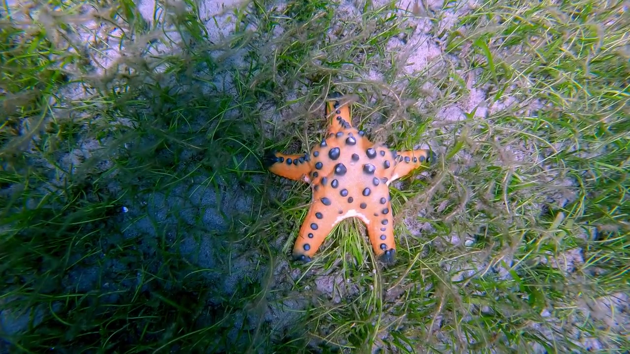 Ponto de vista de mergulho com snorkel com câmera se movendo para frente e de cima, revelando uma estrela-do-mar-chocolate (Protoreaster nodosus) aninhada entre a erva marinha no fundo do mar. Dauin, Filipinas.