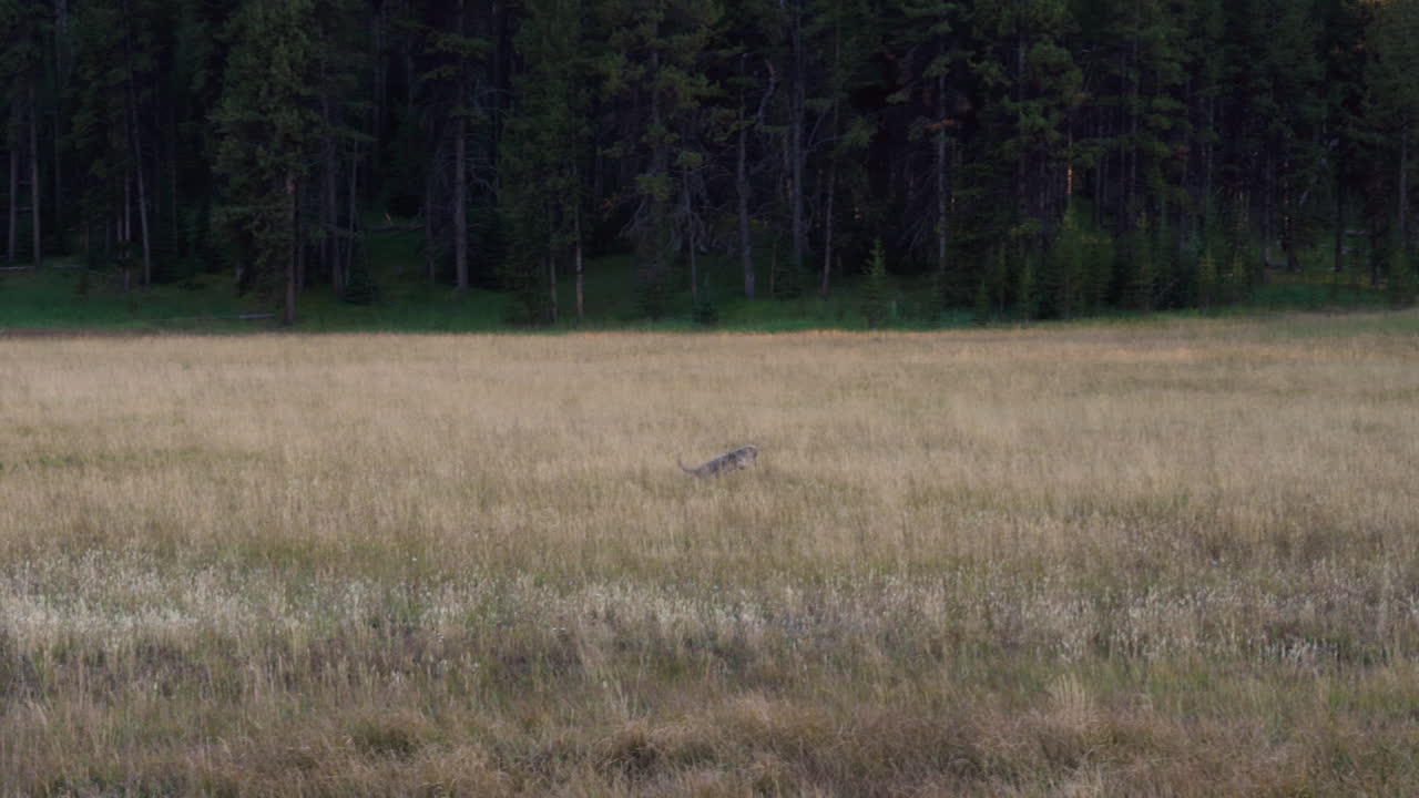A young coyote pounces on his evening meal.