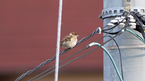 lone sparrow bird perched on electric powerline poles then fly away