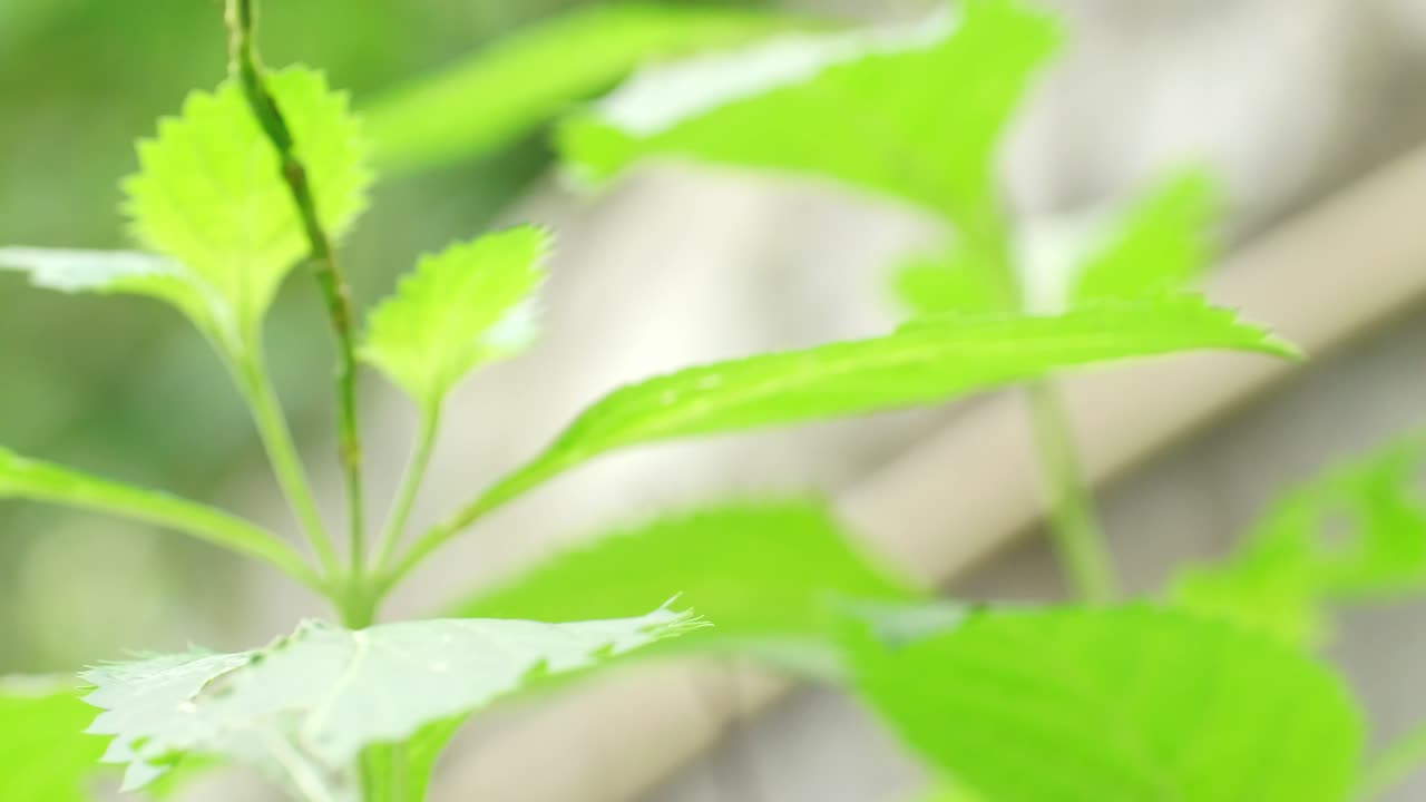 mariposa negra sobre hojas verdes en la naturaleza del jardín