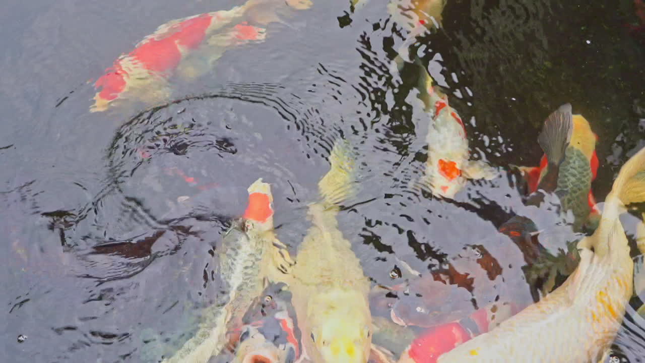 Colorful Koi fish swim in shallow pond, looking for food
