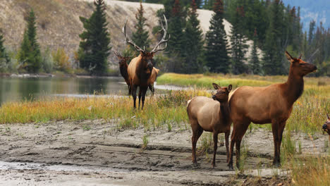 dos alces toros de las montañas rocosas en celo con un pequeño grupo de vacas, alberta, canadá