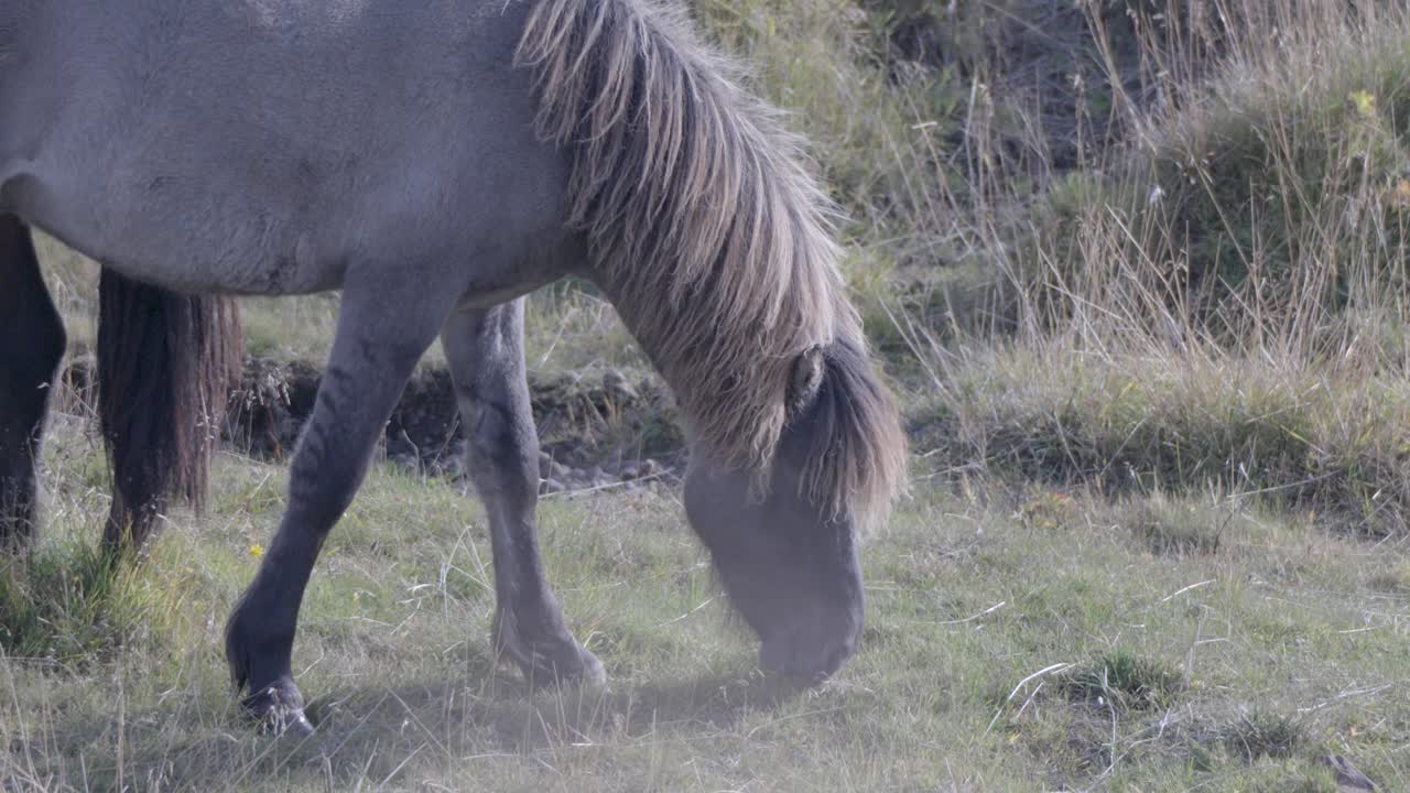 caballo gris islandés disfrutando de la hierba en las llanuras de islandia