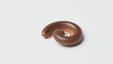 asian rusty millipede or trigoniulus corallinus unfold itself.