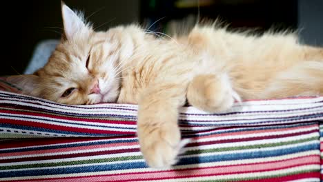 un lindo gato de jengibre acostado en una tela a rayas. una mascota esponjosa cómodamente acostada para dormir