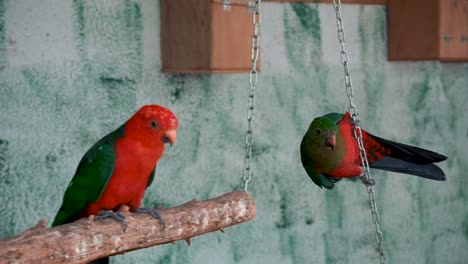 Ein-Paar-Australische-Königspapageien,-Die-Auf-Einer-Schaukel-In-Der-Voliere-Des-Zoos-In-Spanien-Ruhen-Und-Spielen