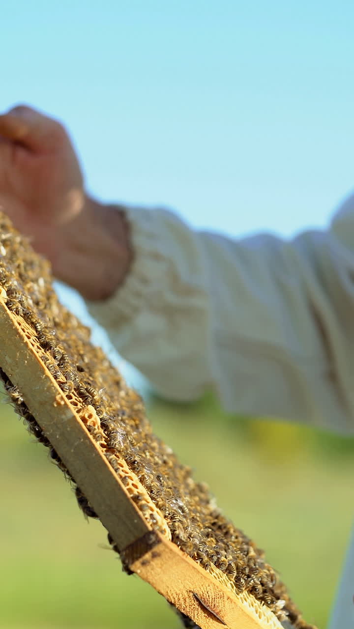 a man in a protective suit and hat holds a frame with honeycombs of bees in the garden. Vertical video