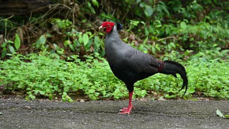 siamese fireback, lophura diardi