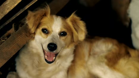 el perro yace en una casa en ruinas.