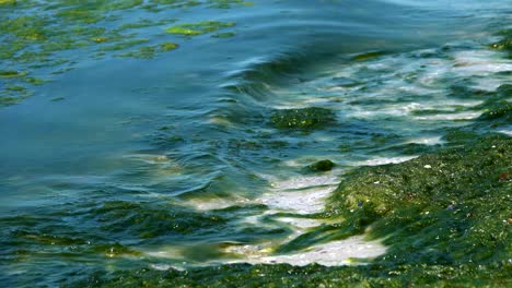 green algae polluted sea