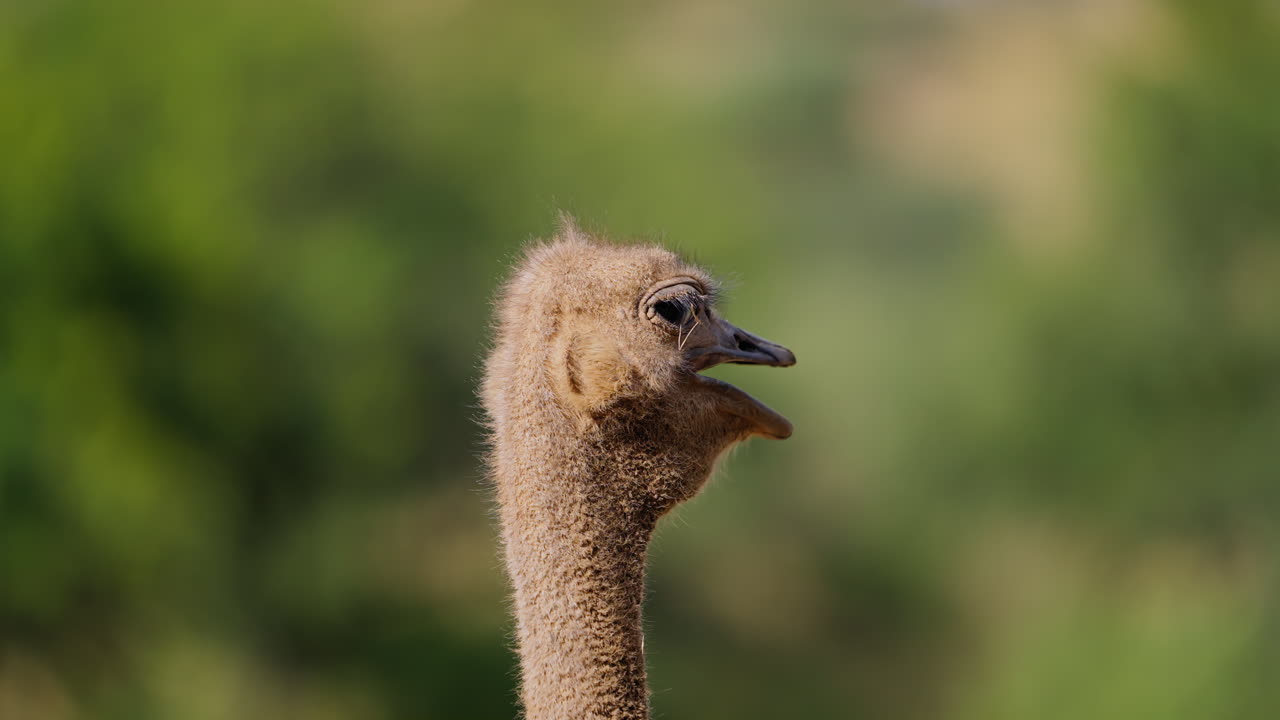 Ostrich Head Profile