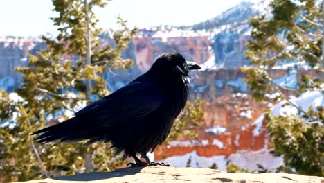 A-stark-black-crow-or-raven-standing-on-a-rock-pillar-on-a-sunny-winter-day-in-Bryce-Canyon-National-Park,-Utah