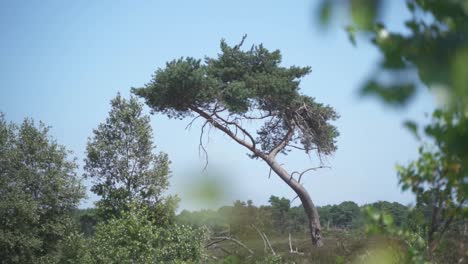 Distant-shot-of-a-tree-with-a-crooked-trunk,-looking-through-leafy-vegetation-which-is-out-of-focus-in-the-foreground,-Kalmthoutse-Heide,-Belgium