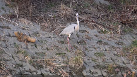 Grey-Heron-Standing-With-Dry-Grass-On-Beak-Flying-Away-In-Riverbank