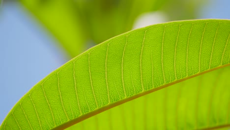 detalle de una larga hoja verde, aún en primer plano