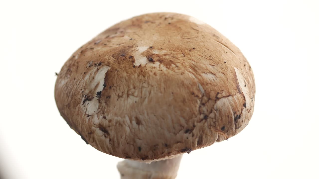 un primer plano de un hongo marrón