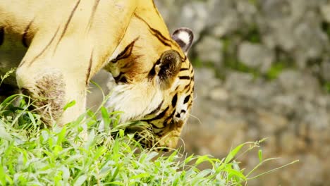 closeup of sumatran tiger playing with grass