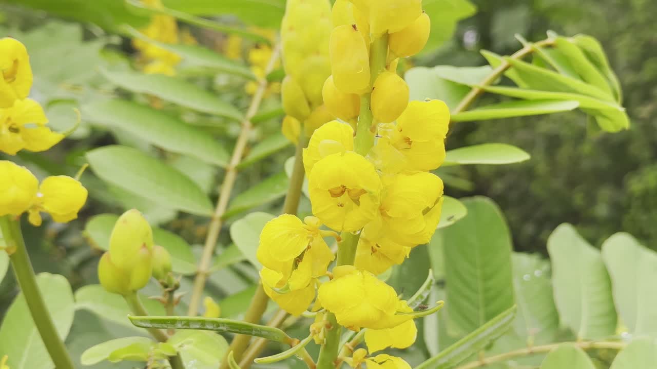 Cassia Didymobotrya Flowers