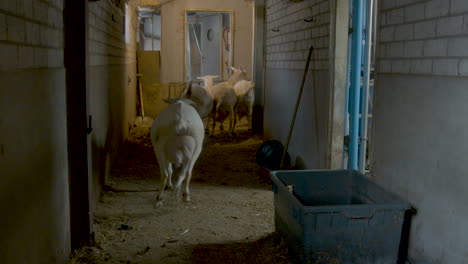 a herd of goats walking down a farm hallway