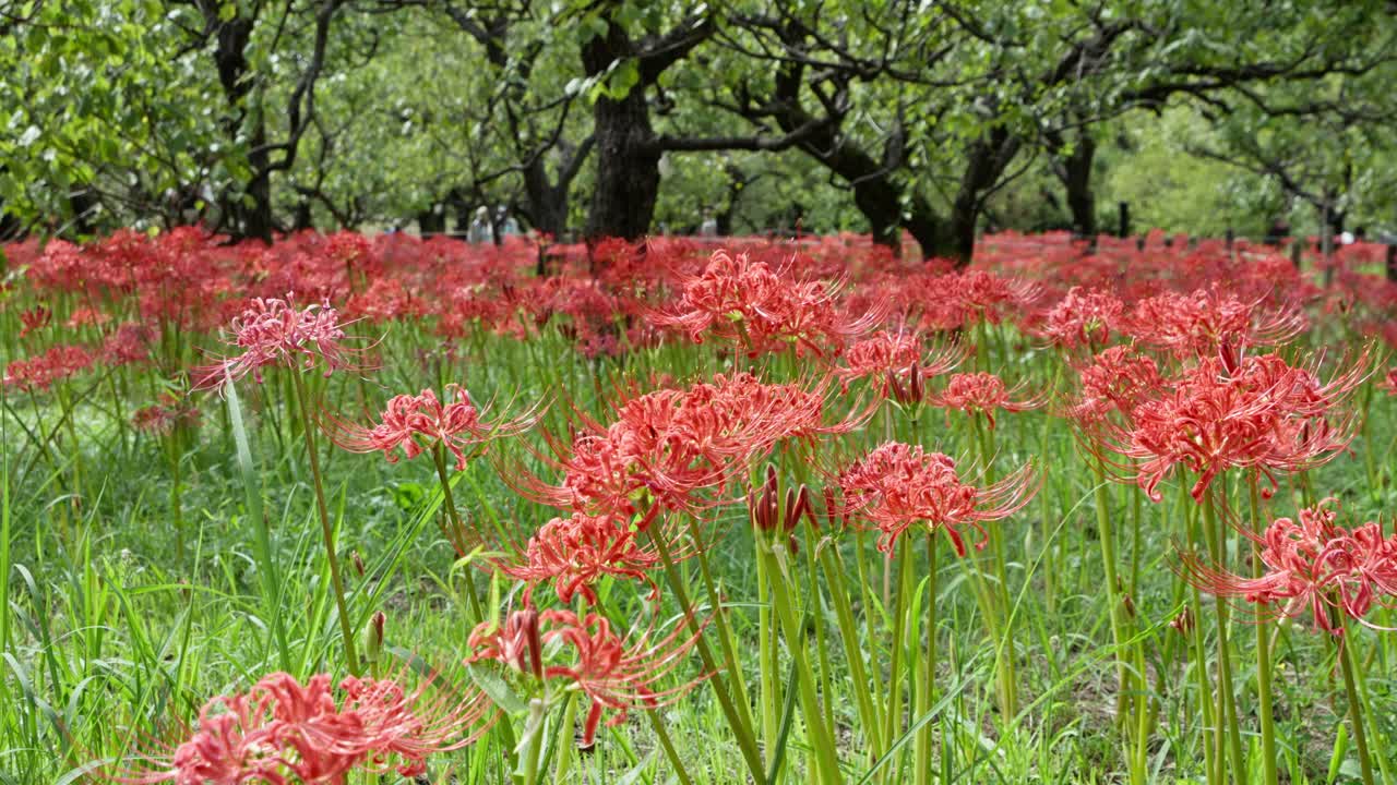 ⁇ 은 아름다운 클러스터 아마릴리스 클러스터