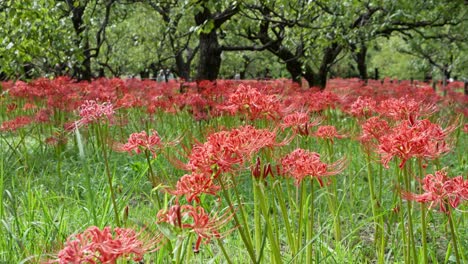 un hermoso racimo rojo de amaryllis
