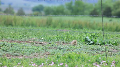 Prairie-Dog-on-Watch-in-Colorado,-Prairie-Dog-on-Stake-Out-in-Boulder,-CO,-Wildlife-of-Colorado