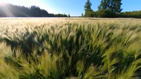 agricultura de cereales campos de cultivos iluminados por el amanecer