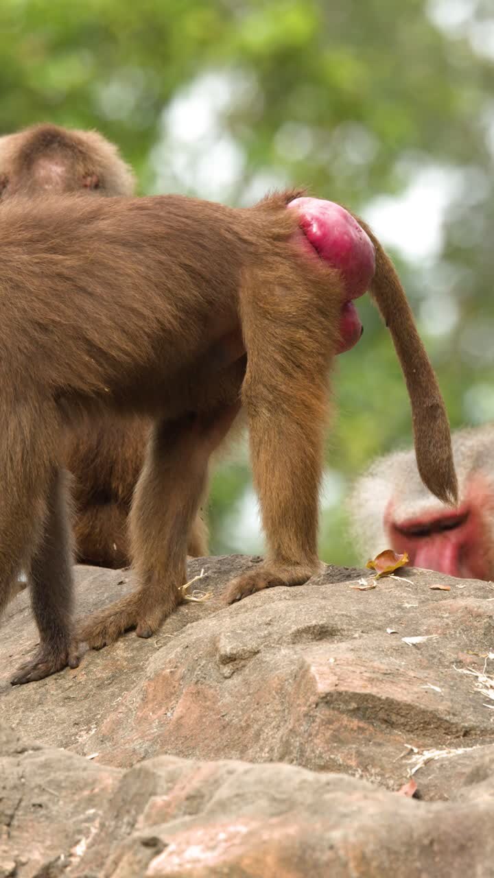 A brown Hamadryas baboon walks across rocky terrain while foraging for food in daylight