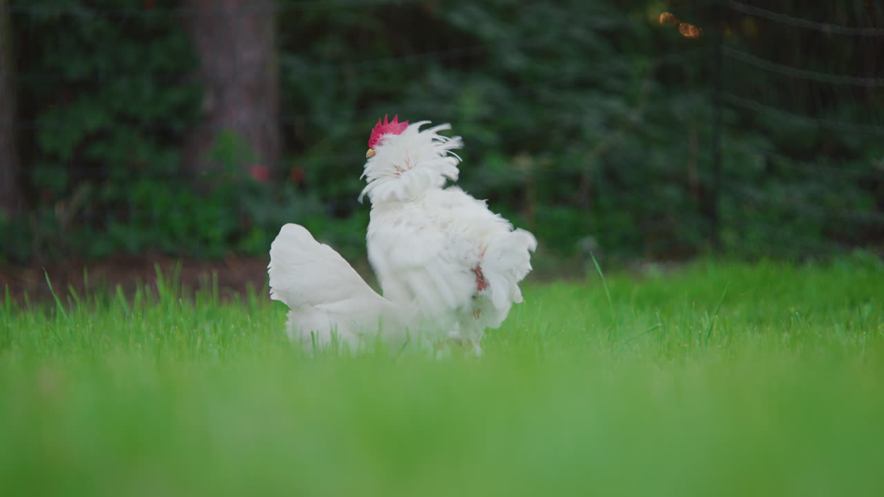 ⁇ 과  ⁇ 이  ⁇ 을  ⁇ 고, 잔디에서 달리고  ⁇ 고,  ⁇ -a-doodle-doo, 정적  ⁇