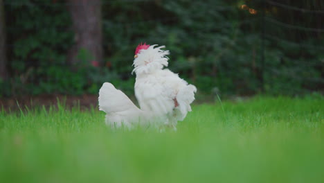 Cock-and-hens-moulting,-running-and-pecking-in-the-grass-and-cock-a-doodle-doo,-static-shot