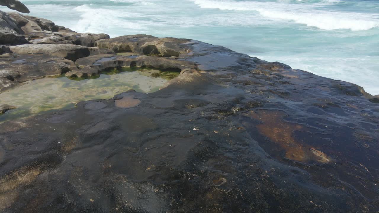 Gabbiano argentato - Stormo di gabbiani che riposano e nuotano nella pozza d'acqua della scogliera costiera - Onde bianche a Tamarama Beach nel Nuovo Galles del Sud, Australia.
