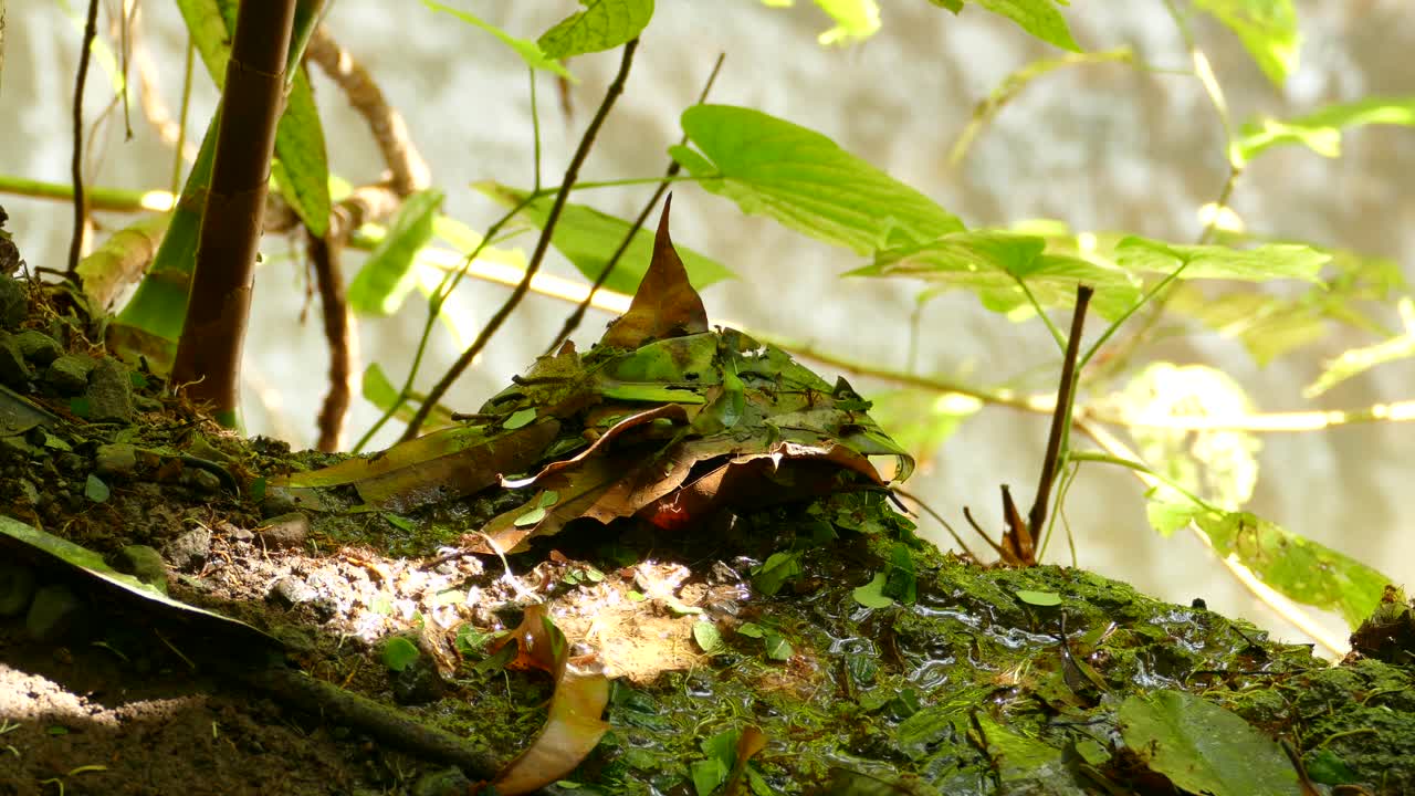 Ant colony carrying leaves and building a nest. Many large leaf cutter ants searching for food and building a home in a tropical rainforest in front of the waterfall.