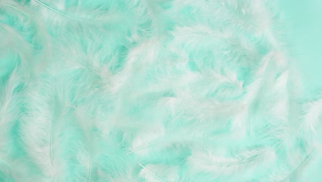 white feathers on a mint green background
