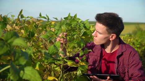 un joven agrónomo con una tableta examina la tasa de crecimiento de la soja