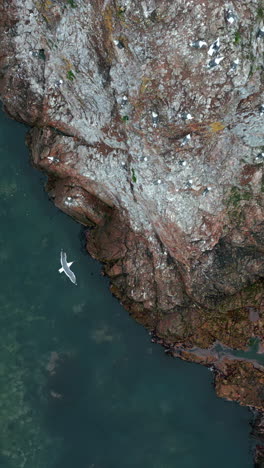 aerial view of rocky coast with birds