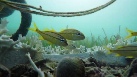 Gruppe-Kleine-Gelbe-Fischgruppe,-Die-Im-Blauen-Karibischen-Ozeanwasser-Stockvideo-In-4k-Hängt-I-Schöne-Kleine-Fische-Im-Karibischen-Ozeanstockvideo-In-4k-Qualität