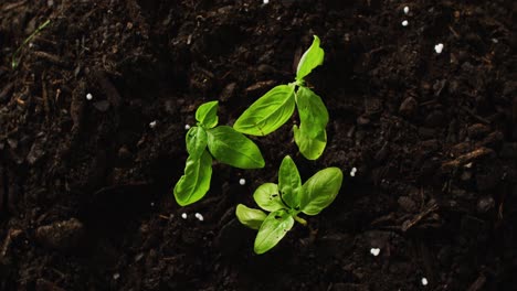 overhead video of three green seedlings growing in dark soil, with copy space