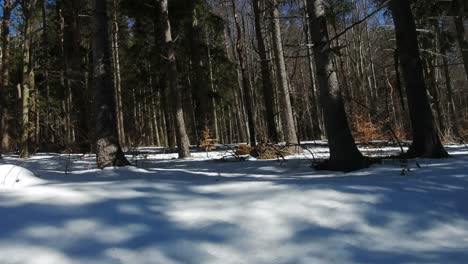 Snowy-forest