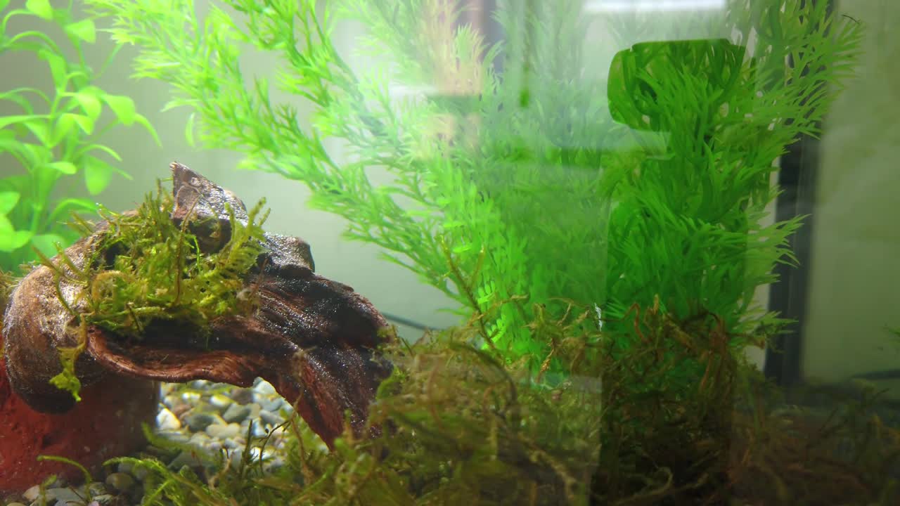 민물 수족관에서 수영하는 물고기