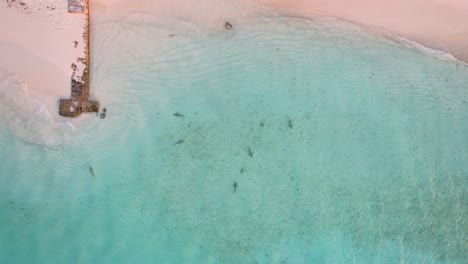 Tiburones-De-Arrecife-Nadando-En-Aguas-Claras-Y-Poco-Profundas-Muy-Cerca-De-La-Playa