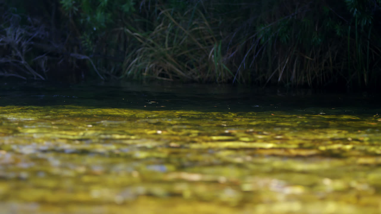 pescado atrapando mosca en el río