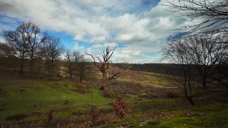 Árbol-Muerto-Entre-Colinas-En-El-Parque-Nacional-Holandés-Veluwe-Landmark-Países-Bajos