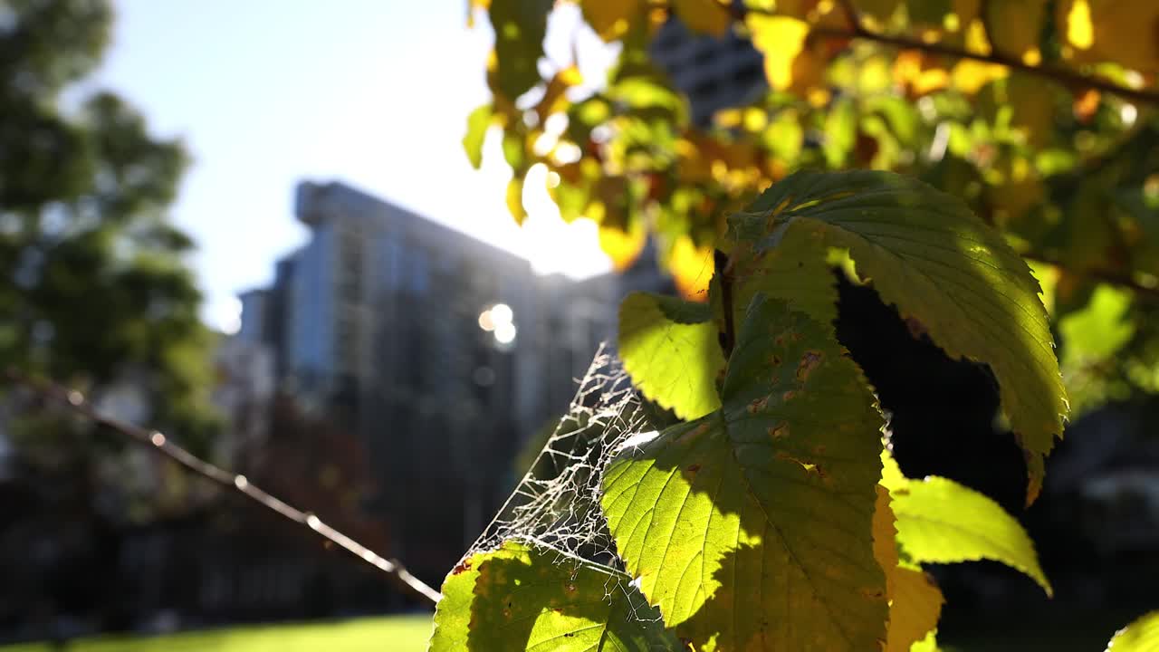 도시 공원 의 잎 을 통해 빛 이 필터링 되는 것
