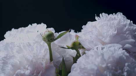 White-peonies-in-studio-closeup-sliding-rotating-display