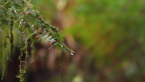 close-up of leaves with water droplets in rainforest