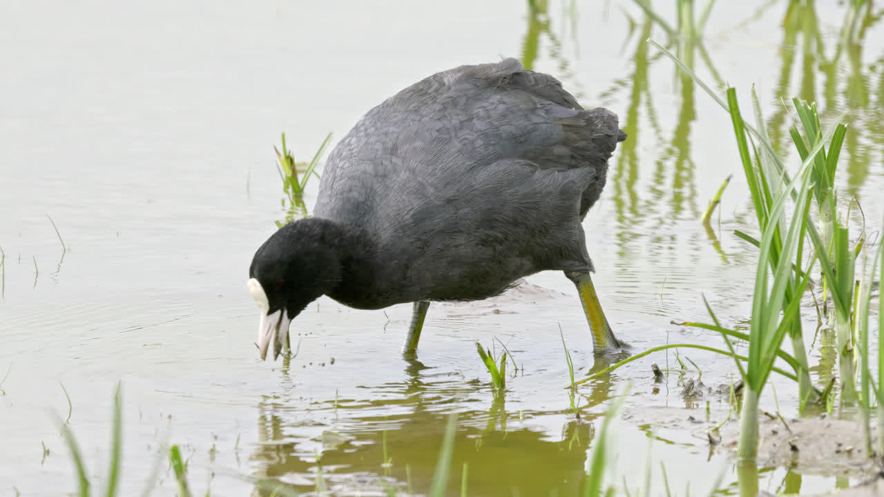 Eurasian coot has a distinctive white beak and 'shield' above the beak which earns it the title 'bald coot