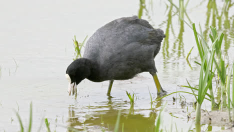 Eurasian-coot-has-a-distinctive-white-beak-and-'shield'-above-the-beak-which-earns-it-the-title-'bald-coot