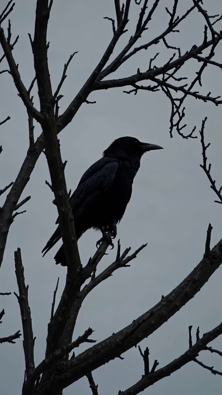 Silhouette of a crow perched on a bare tree branch, captured from a low angle